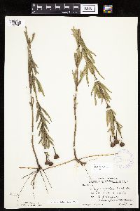 Coreopsis palmata image