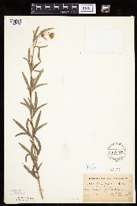 Coreopsis palmata image