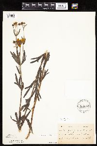 Coreopsis palmata image