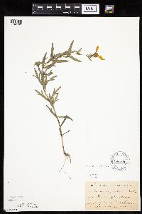 Coreopsis palmata image