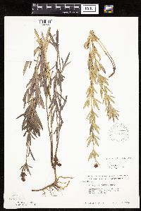 Coreopsis palmata image