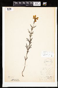 Coreopsis palmata image