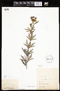 Coreopsis palmata image