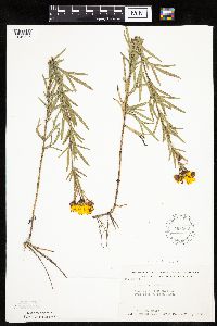 Coreopsis palmata image