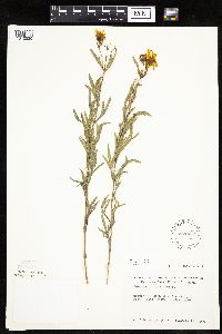 Coreopsis palmata image