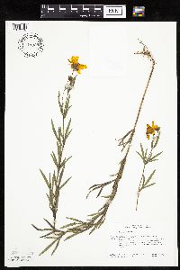 Coreopsis palmata image