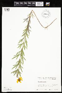 Coreopsis palmata image