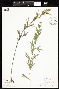 Coreopsis palmata image