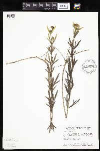 Coreopsis palmata image