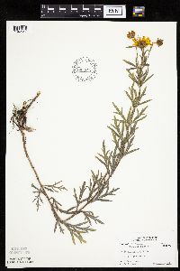 Coreopsis palmata image