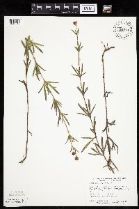 Coreopsis palmata image