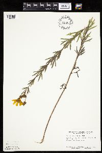 Coreopsis palmata image