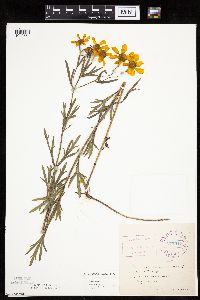 Coreopsis palmata image
