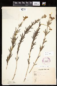Coreopsis palmata image