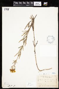 Coreopsis palmata image