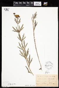 Coreopsis palmata image