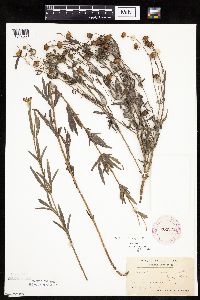 Coreopsis palmata image