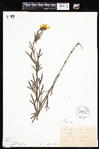 Coreopsis palmata image