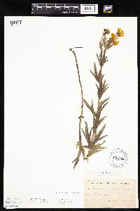 Coreopsis palmata image
