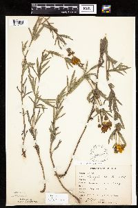 Coreopsis palmata image