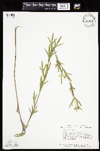 Coreopsis palmata image
