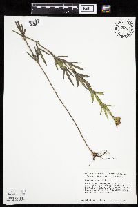 Coreopsis palmata image