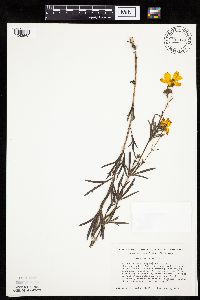 Coreopsis palmata image