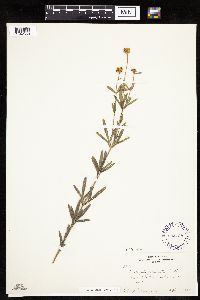 Coreopsis palmata image