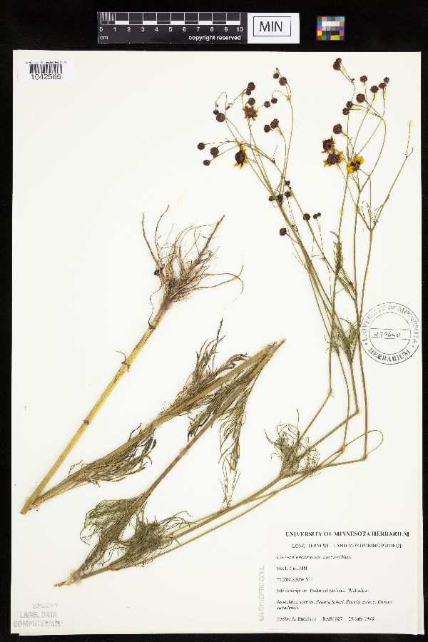 Coreopsis tinctoria image