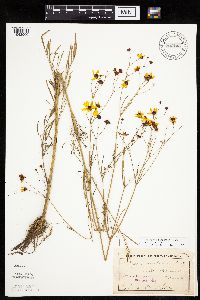 Coreopsis tinctoria image