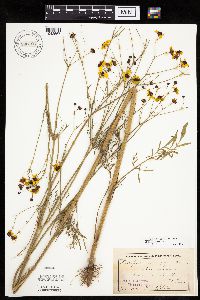 Coreopsis tinctoria image