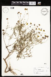 Coreopsis tinctoria image