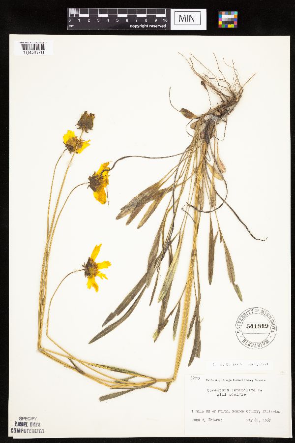 Coreopsis lanceolata image