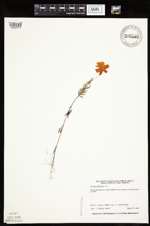 Cosmos sulphureus image