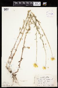 Cota tinctoria image