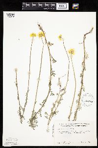 Cota tinctoria image