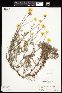 Cota tinctoria image