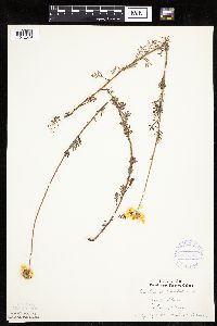 Cota tinctoria image