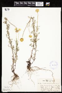 Cota tinctoria image