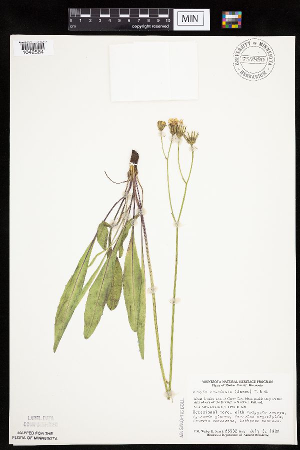 Crepis runcinata subsp. runcinata image