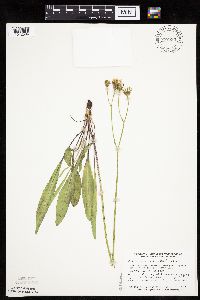 Crepis runcinata image
