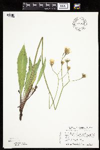 Crepis runcinata subsp. runcinata image