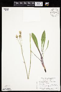 Crepis runcinata subsp. runcinata image
