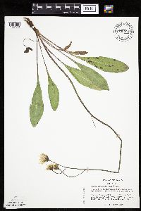 Crepis runcinata subsp. runcinata image