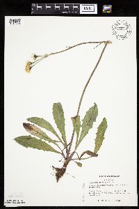 Crepis runcinata subsp. runcinata image