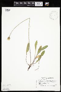 Crepis runcinata subsp. runcinata image