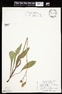 Crepis runcinata subsp. runcinata image