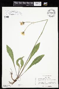 Crepis runcinata subsp. runcinata image