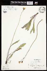 Crepis runcinata subsp. runcinata image