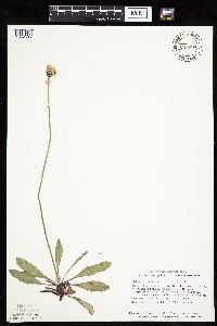 Crepis runcinata subsp. runcinata image
